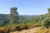 A lone pine above the forested ridges of the Cévennes.