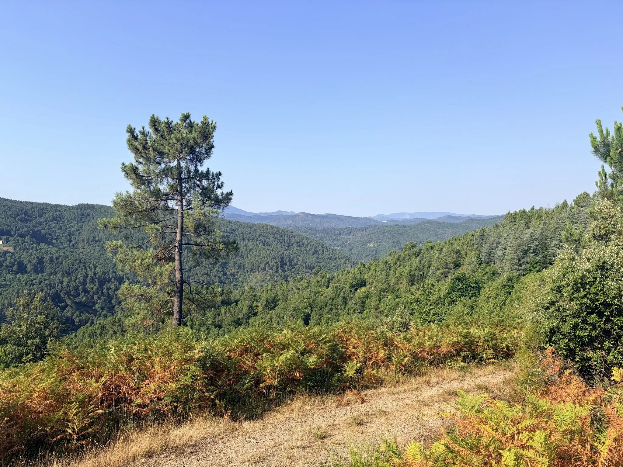 A lone pine above the forested ridges of the Cévennes.